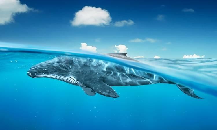 鲸鱼的游戏：Curve完成初始流动性挖矿，20个地址分得近一半奖励