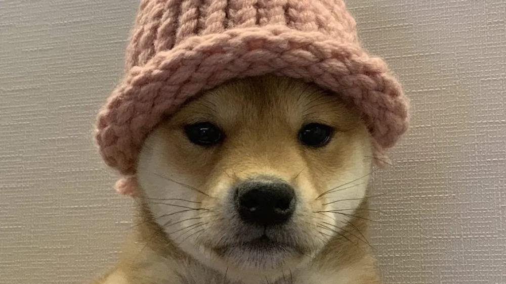 Who is the "Top Dog"? A Look at the Seven Most Expensive Meme NFTs in History