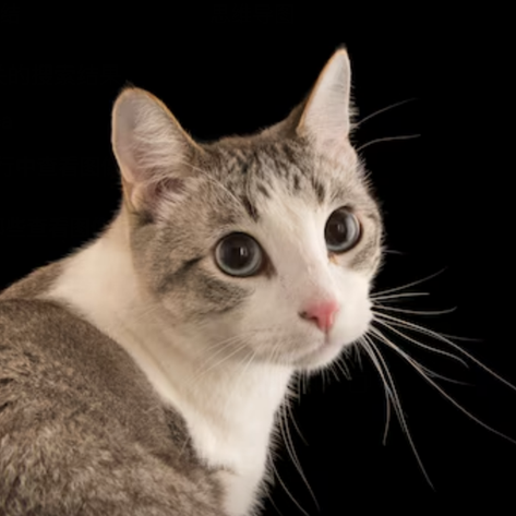 叶猫子